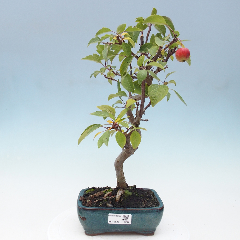 Vonkajší bonsai -Malus halliana - Maloplodá jabloň