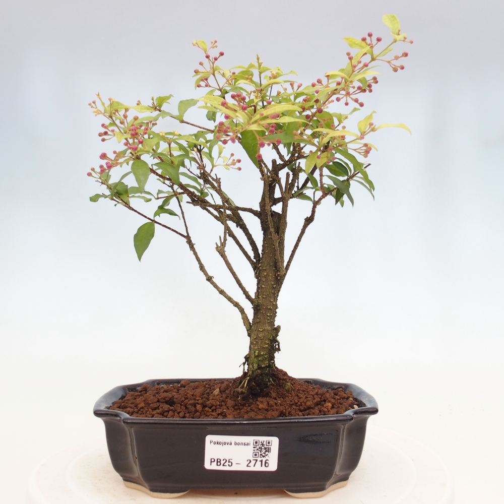 Izbová bonsai - Malpighia coccigera- Barbdorská čerešňa
