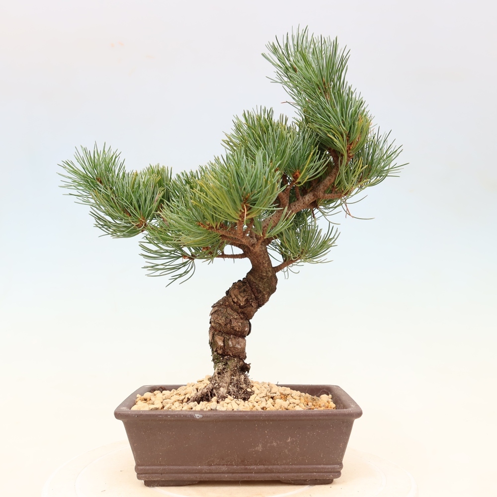 Vonkajšie bonsaje - Pinus parviflora - Pinus parviflora