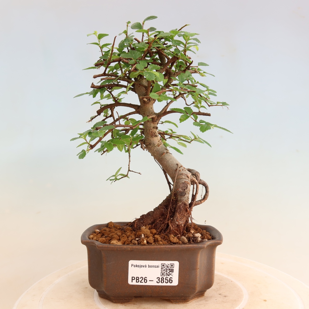 Izbový bonsaj - Ulmus parvifolia - brest malolistý