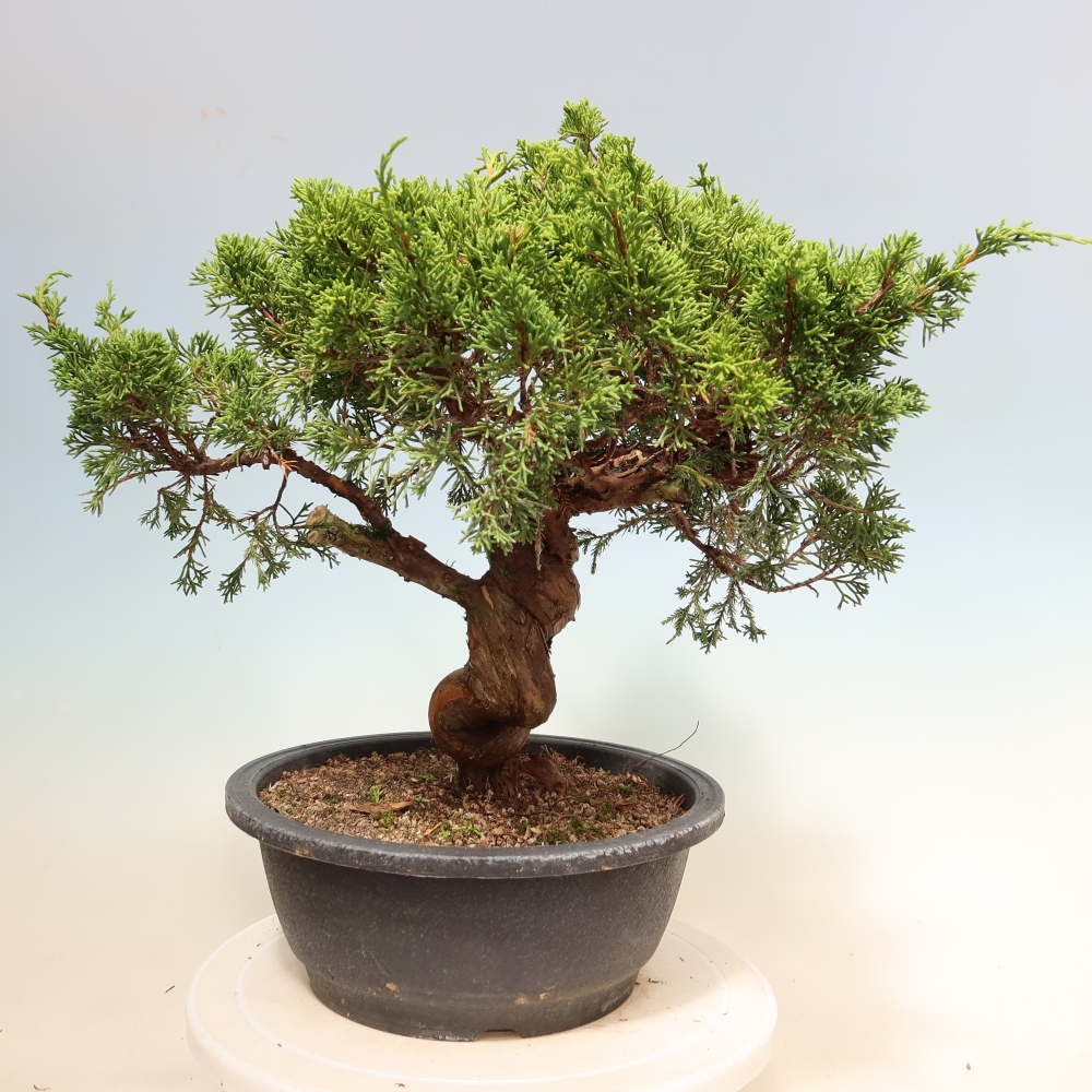 Vonkajší bonsai – Juniperus chinensis Itoigawa – čínsky jalovec