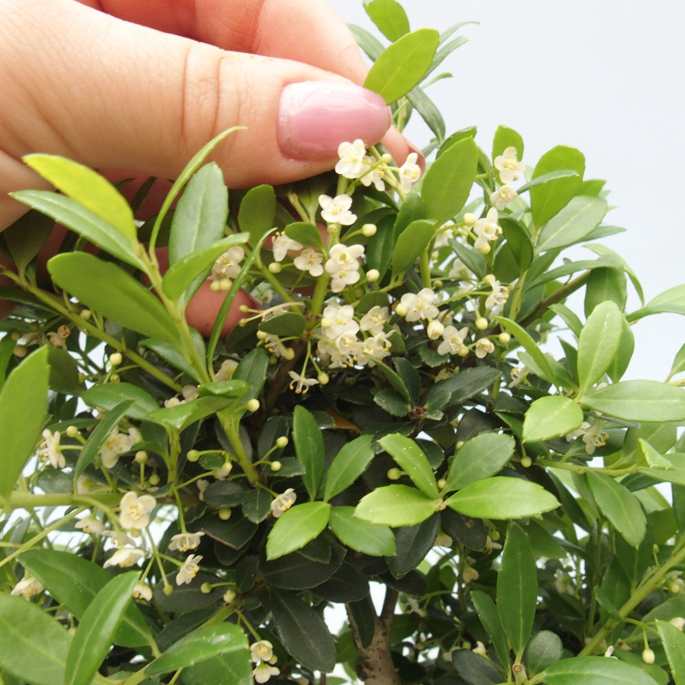 Izbová bonsai - Ilex crenata - Cezmína