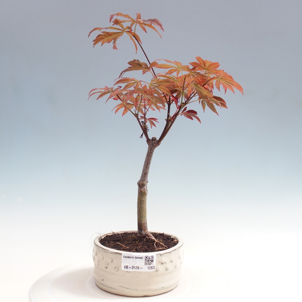 Vonkajšia bonsaj - palma Acer. Atropurpureum-Javor palmový
