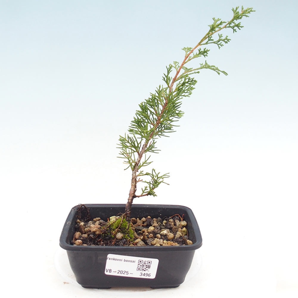 Vonkajší bonsaj - Juniperus chinensis Itoigawa
