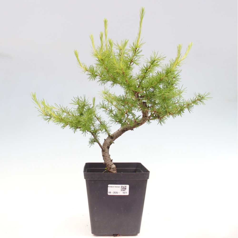 Vonkajšie bonsaje -Larix decidua - Smrekovec