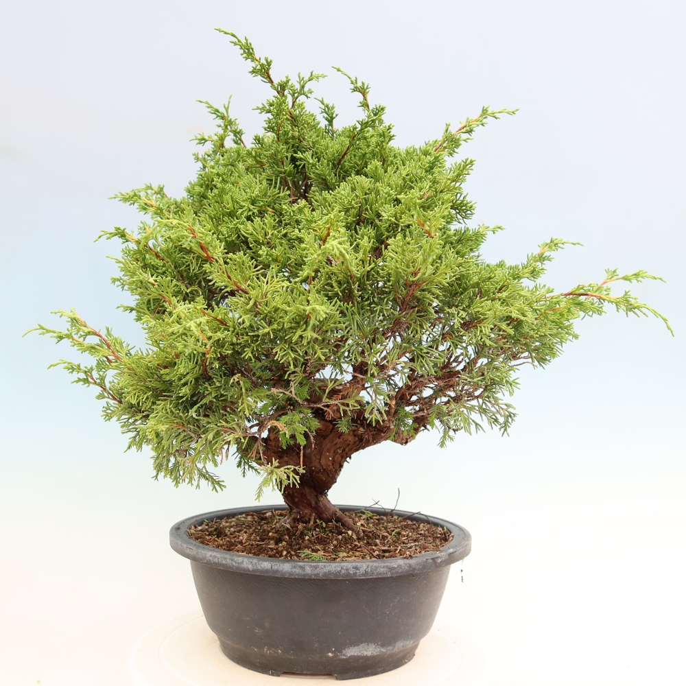 Vonkajší bonsai – Juniperus chinensis Itoigawa – čínsky jalovec