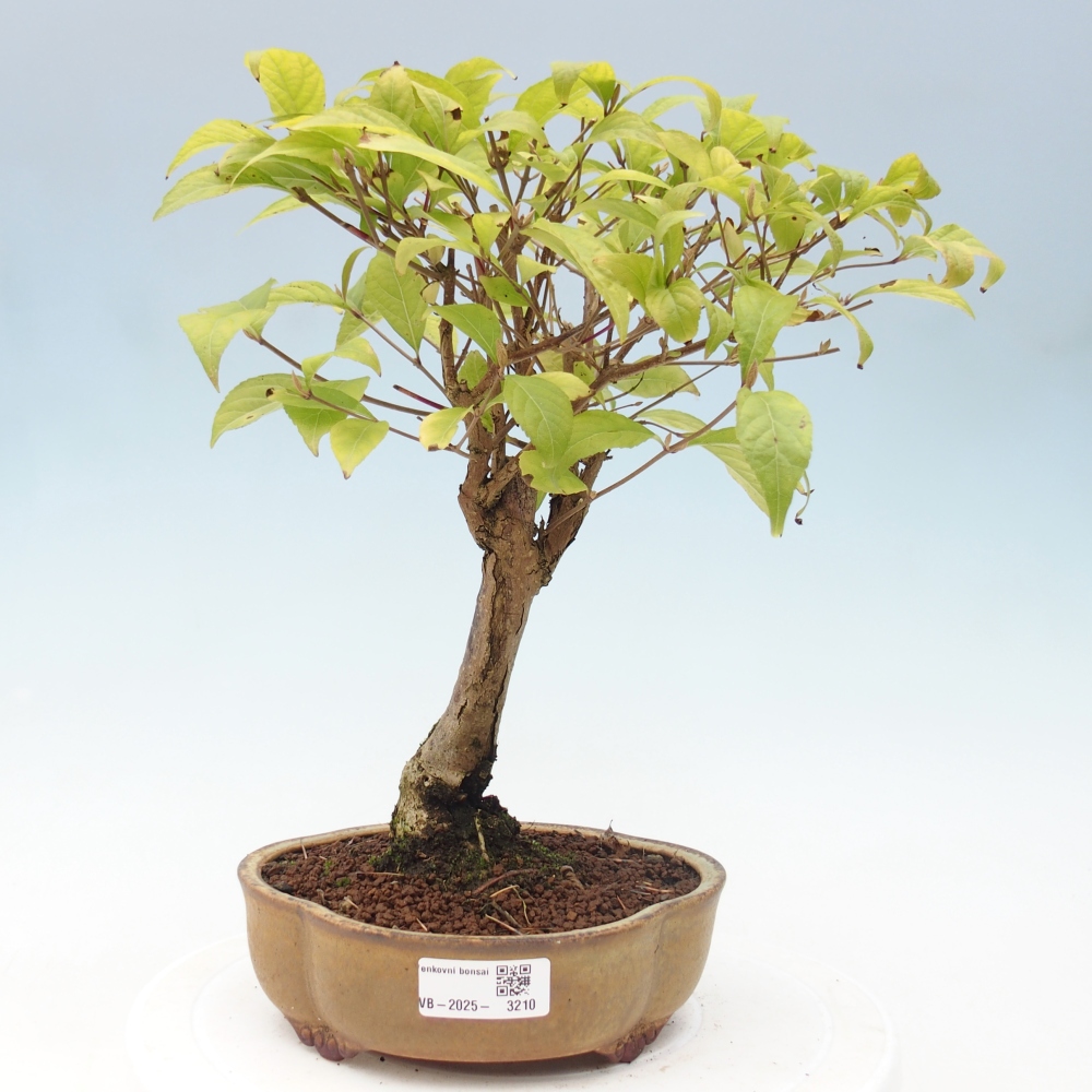 Vonkajšia bonsai - krásnoplodka - Callicarpa jap. Leucocarpa