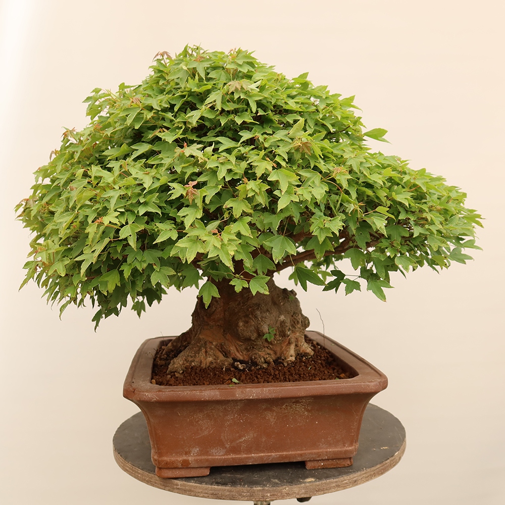 Vonkajšie bonsaje - Javor Burger - Acer Burgerianum