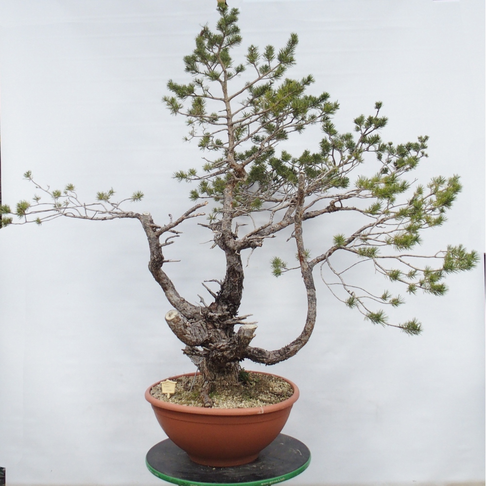 Yamadori - Pinus sylvestris Španielsko
