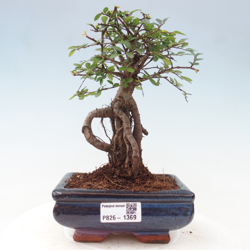 Izbový bonsaj - Ulmus parvifolia - brest malolistý