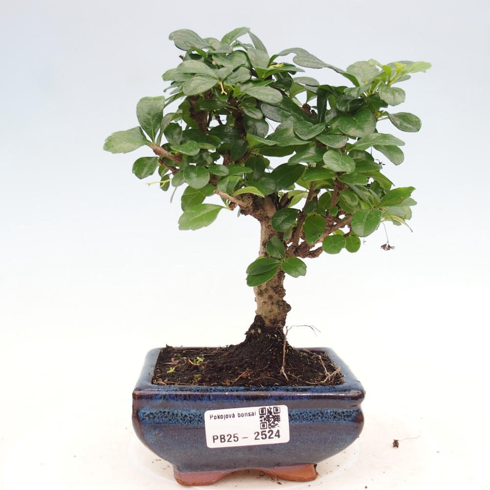 Izbová bonsai - Carmona macrophylla - Čaj fuki