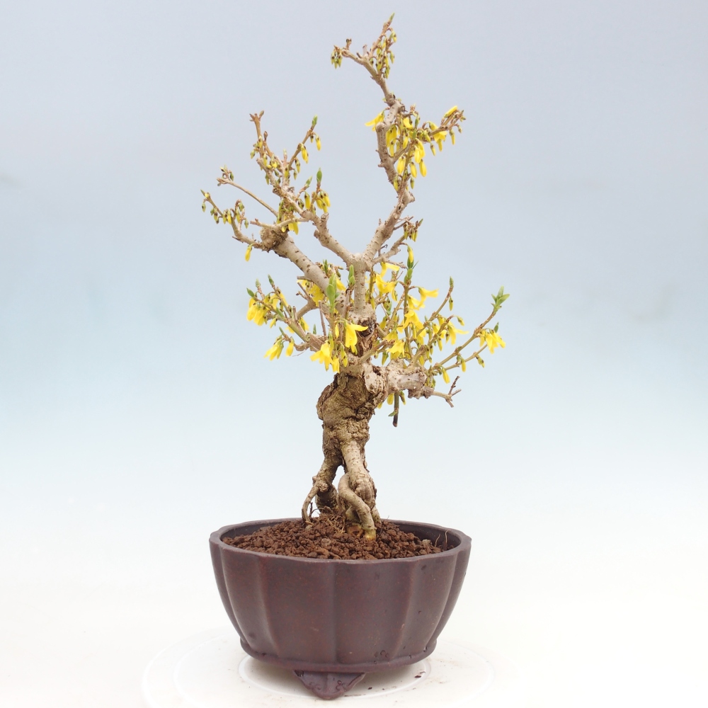 Vonkajšie bonsaje - Zlatice - Forsythia koreana