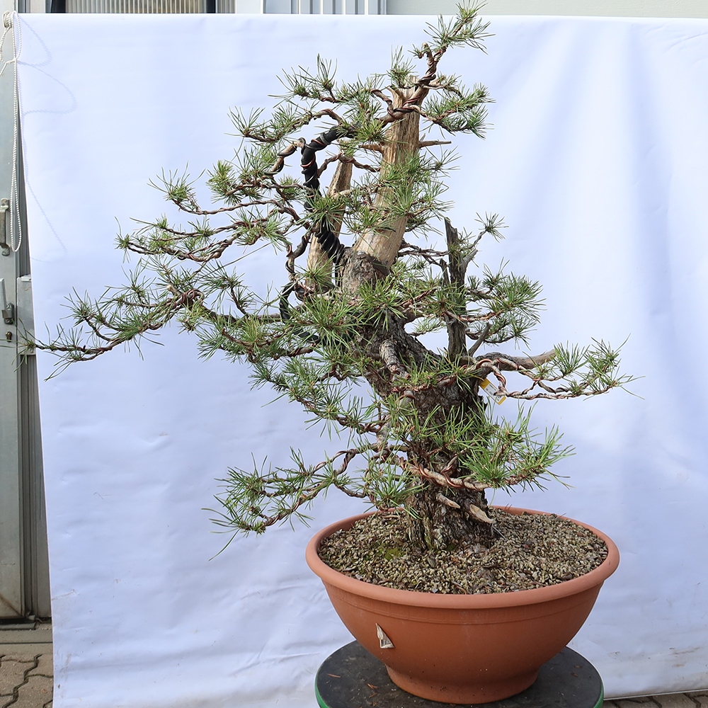 Pinus sylvestris Španielsko – borovica lesná