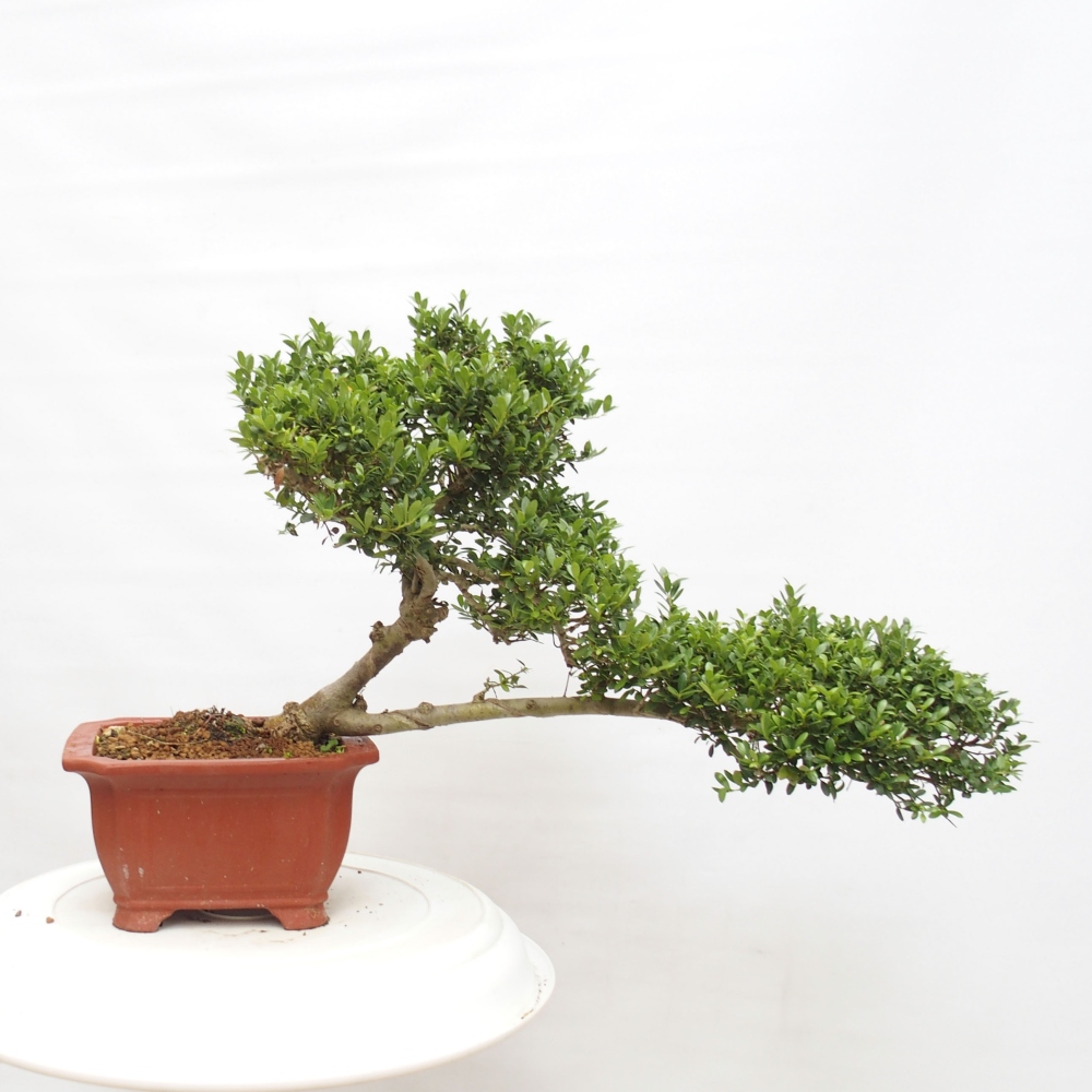Izbová bonsai - Ilex crenata - Cezmína