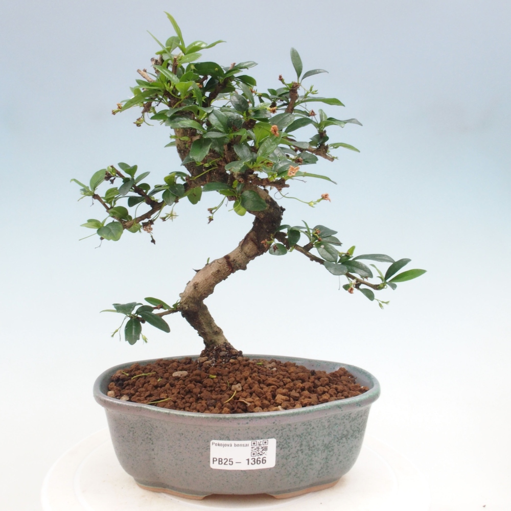 Izbová bonsai - Carmona macrophylla - Čaj fuki