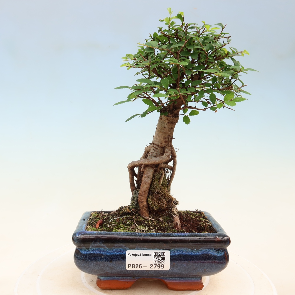 Izbový bonsaj - Ulmus parvifolia - brest malolistý