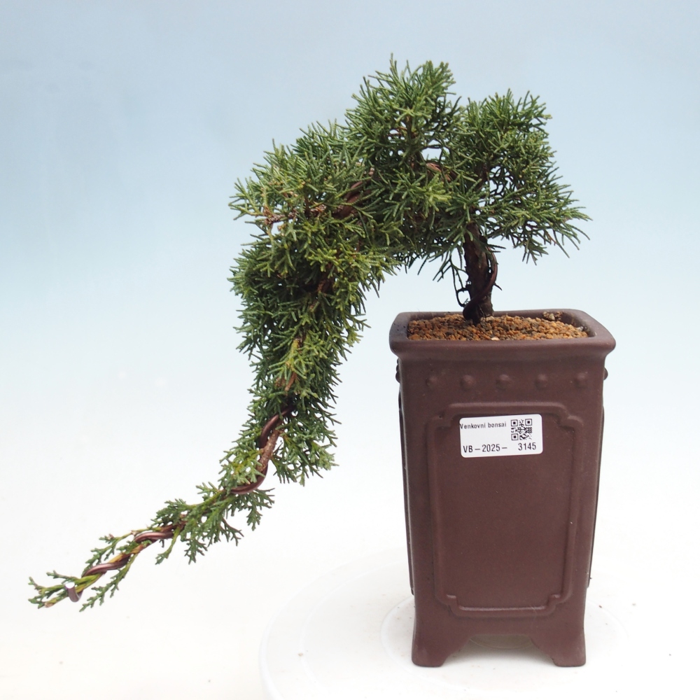 Vonkajší bonsai - Juniperus chinensis Kishu -Jalovec čínsky