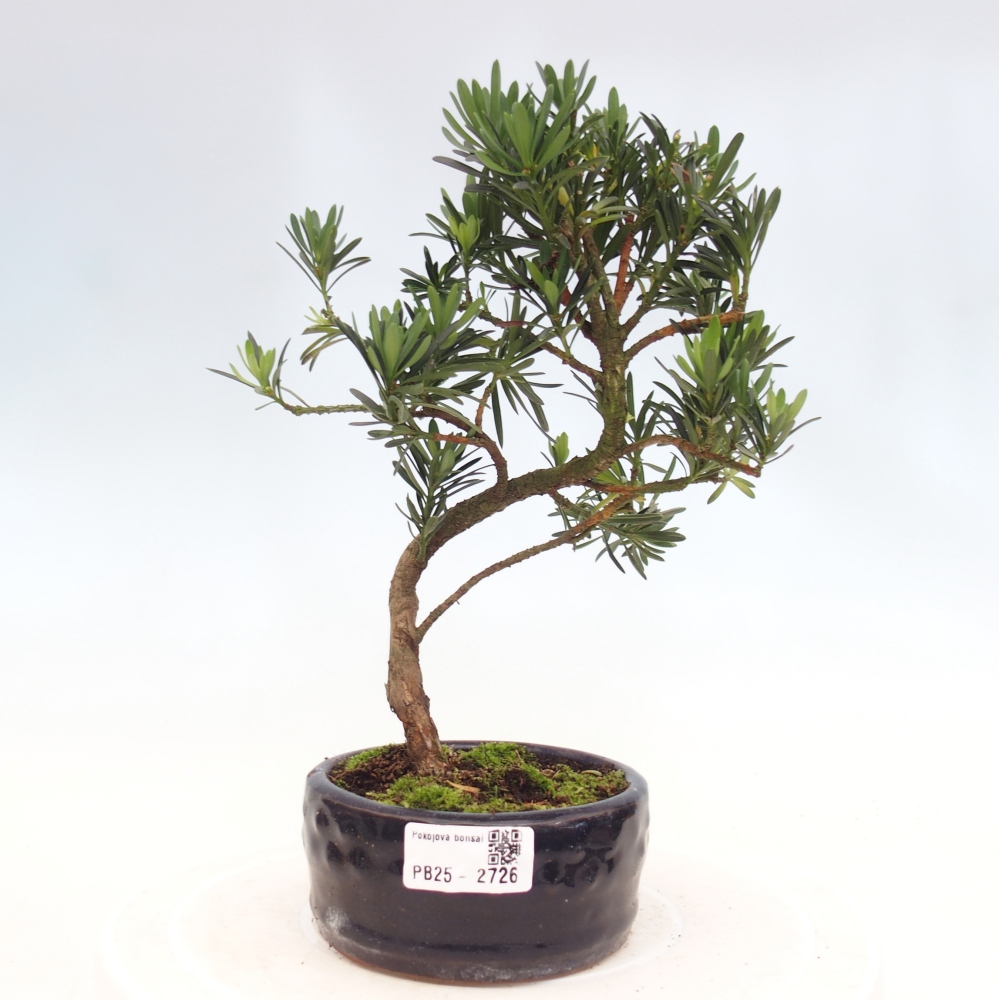 Izbová bonsai - Podocarpus - Kamenný tis
