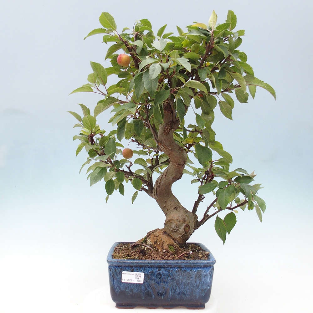 Vonkajší bonsai -Malus halliana - Maloplodá jabloň