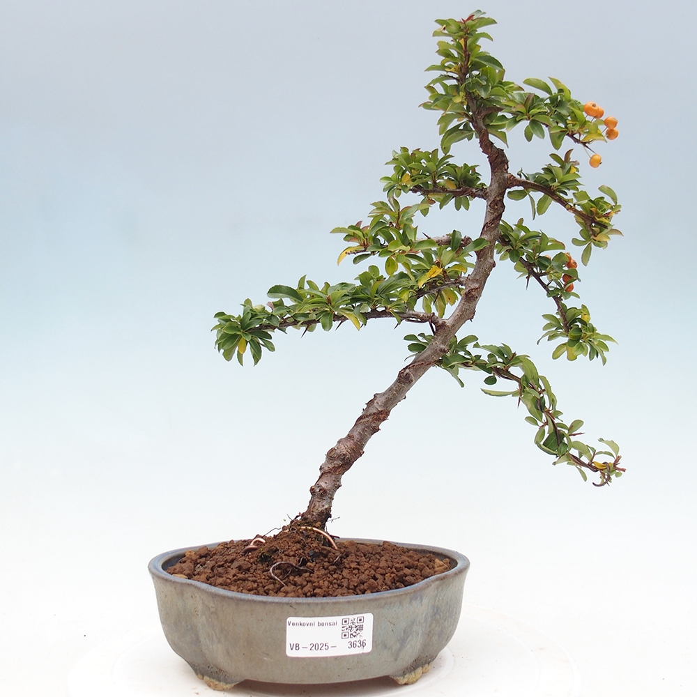 Vonkajšie bonsaje-Pyracantha Teton -Hlox