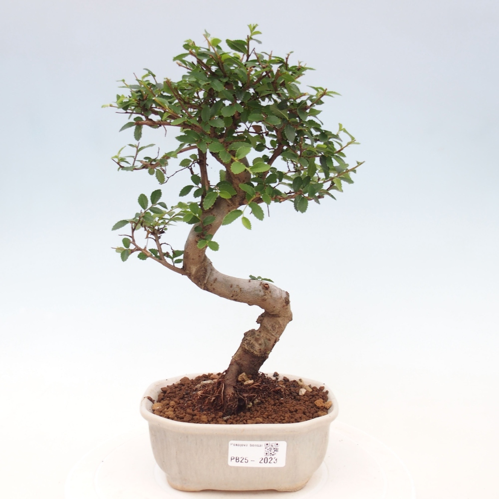 Izbová bonsai-malolistá brest 