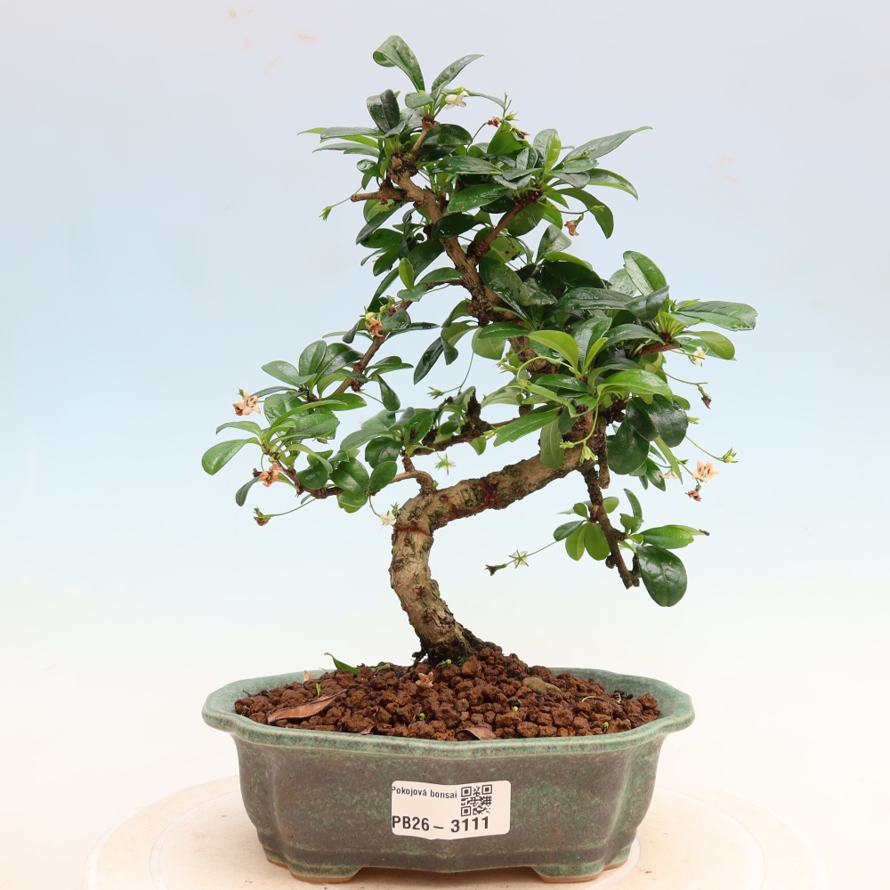 Izbové bonsaje - Carmona macrophylla - Tea fuki