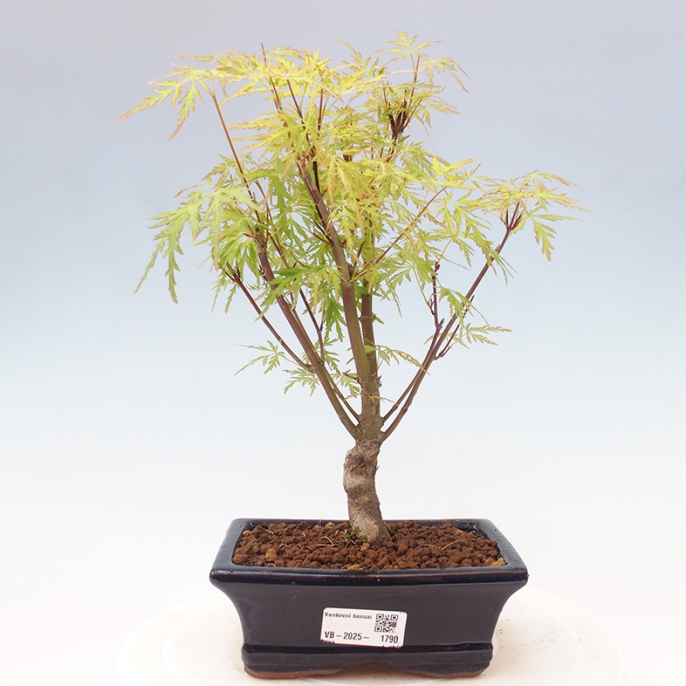 Vonkajšie bonsai - Acer palmatum Dissectum - Javor dlaňolistý 
