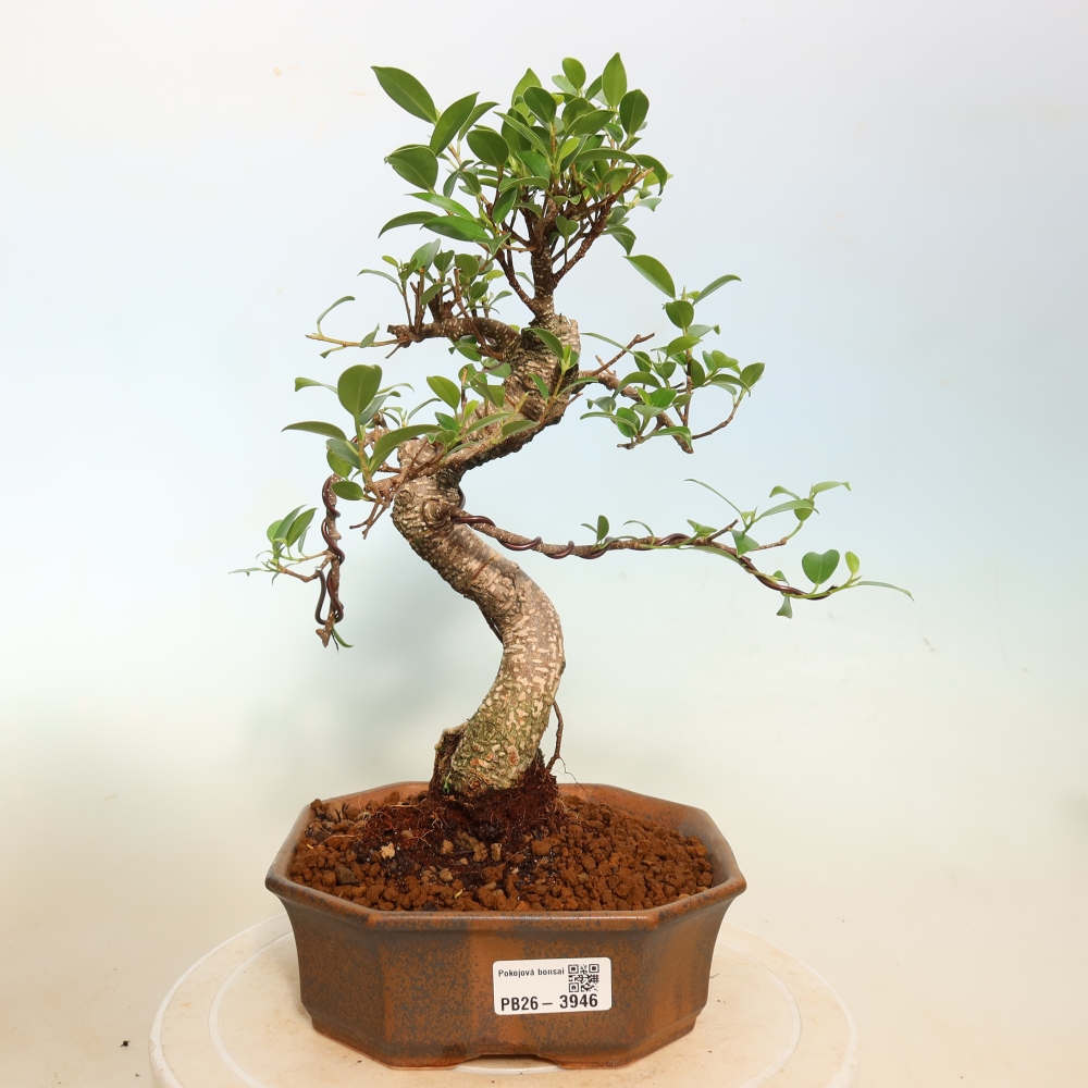 Izbové bonsaje - Ficus kimmen - drobnolistý fikus