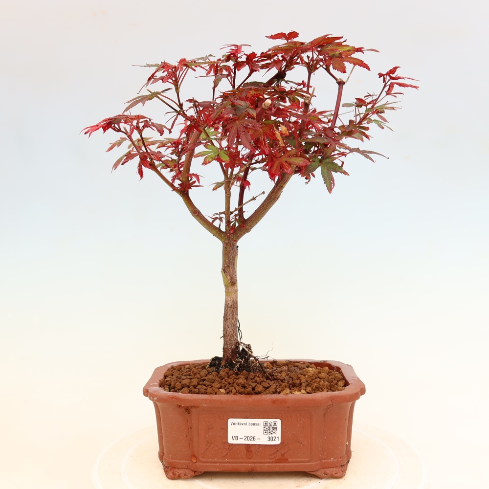 Vonkajší bonsai – javor dlaňolistý – Acer palmatum Berry Broom 