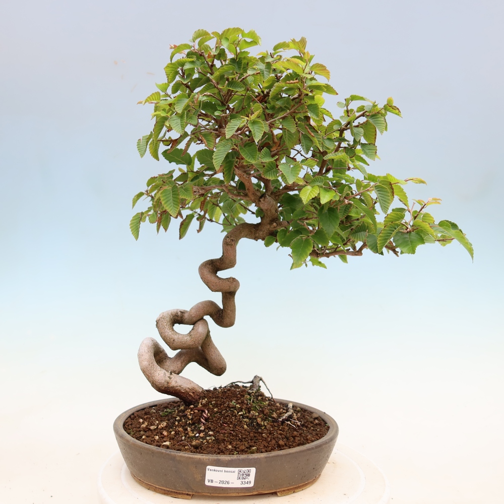 Vonkajší bonsaj -Carpinus coreana - Hrab kórejský