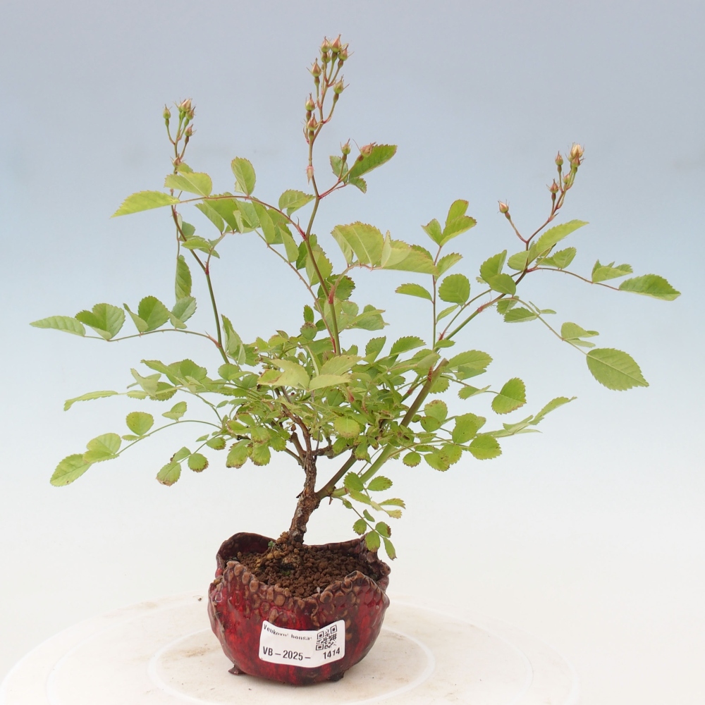 Vonkajší bonsai - Rosa sp. - malokvetá ruža