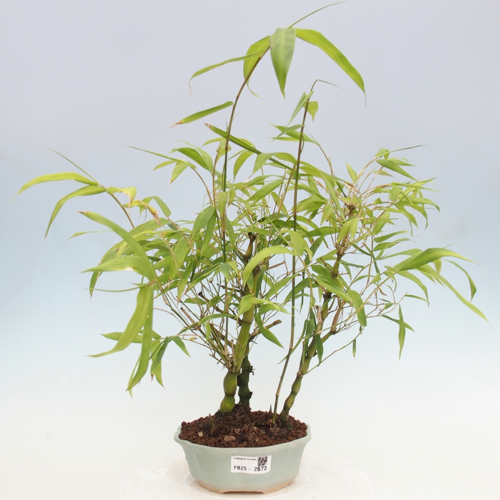 Izbová bonsai - Bambus budha-Bambus budhovo brucho