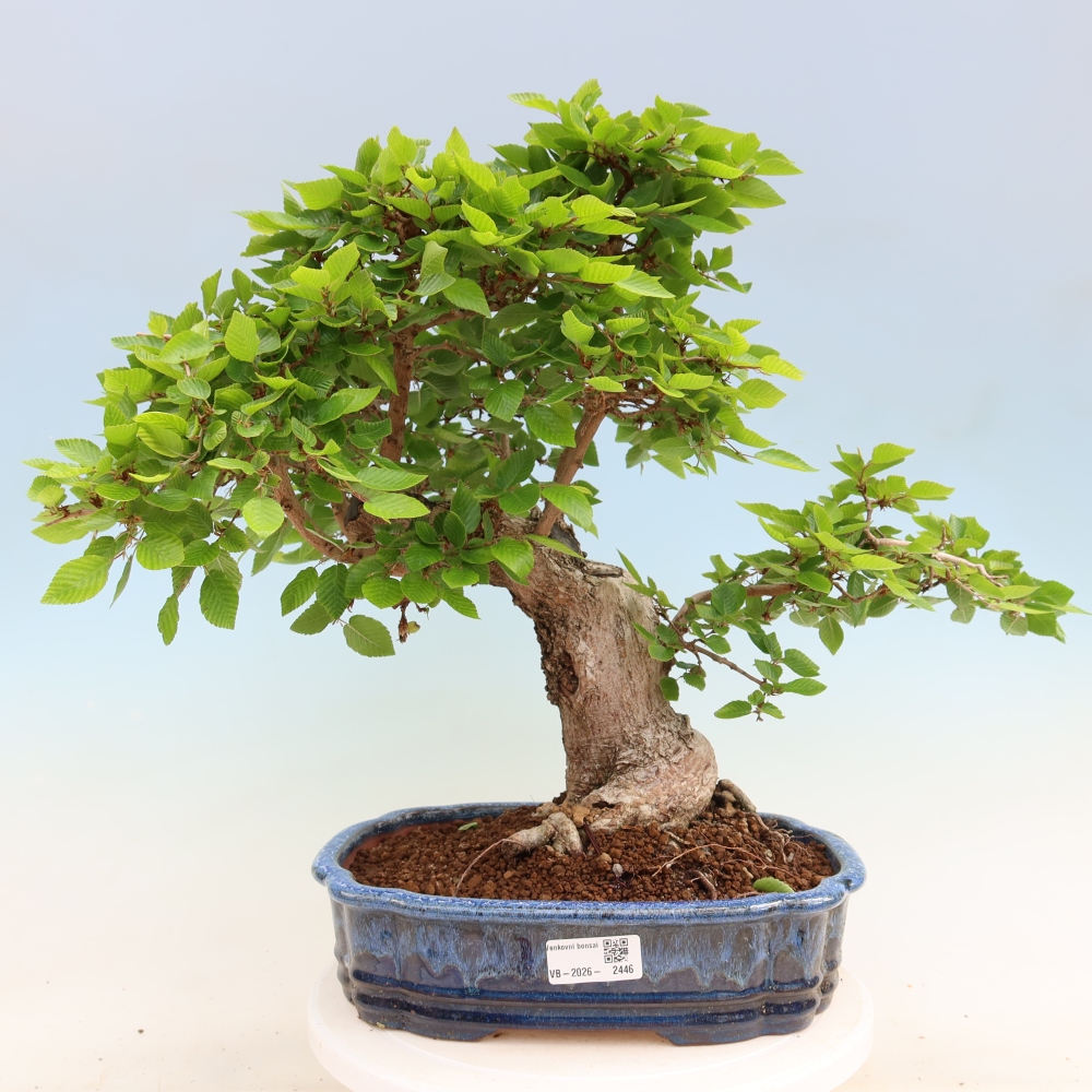 Vonkajší bonsaj -Carpinus coreana - Hrab kórejský