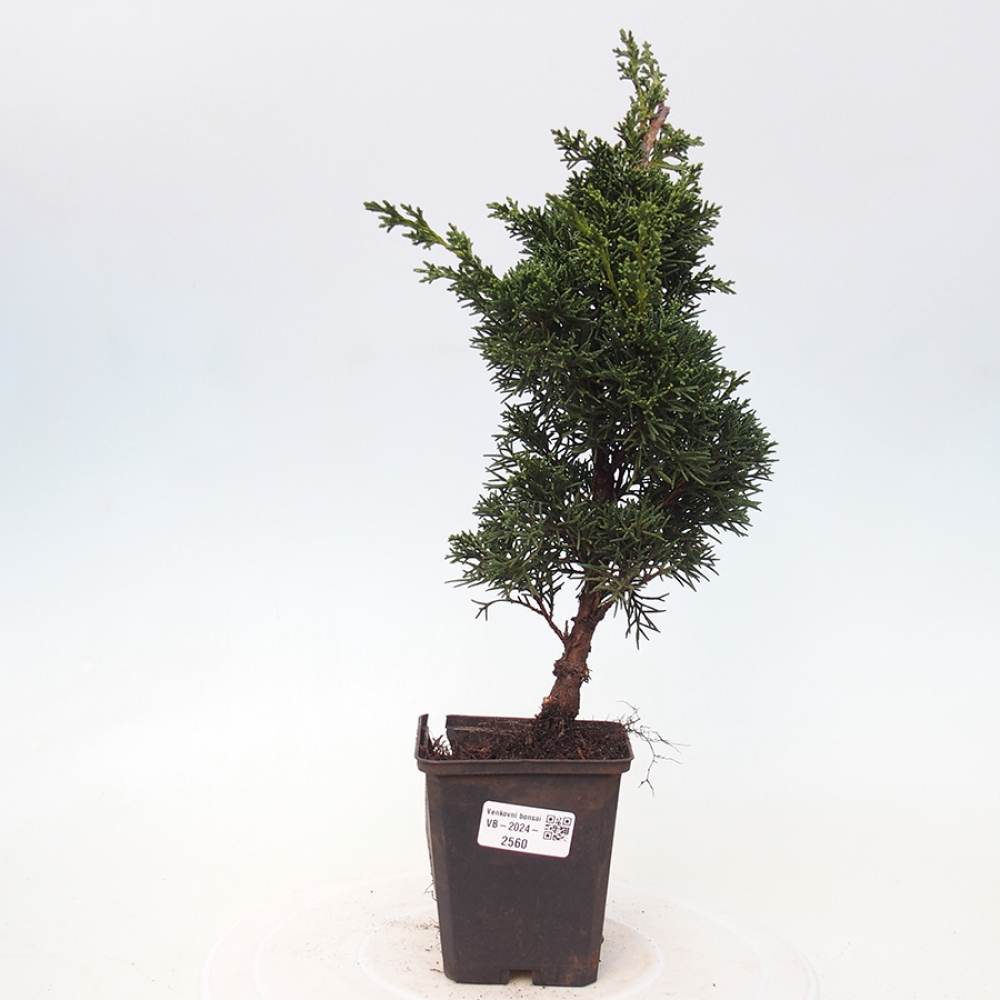 Vonkajšie bonsai - Juniperus chinensis Kishu -Jalovec čínsky