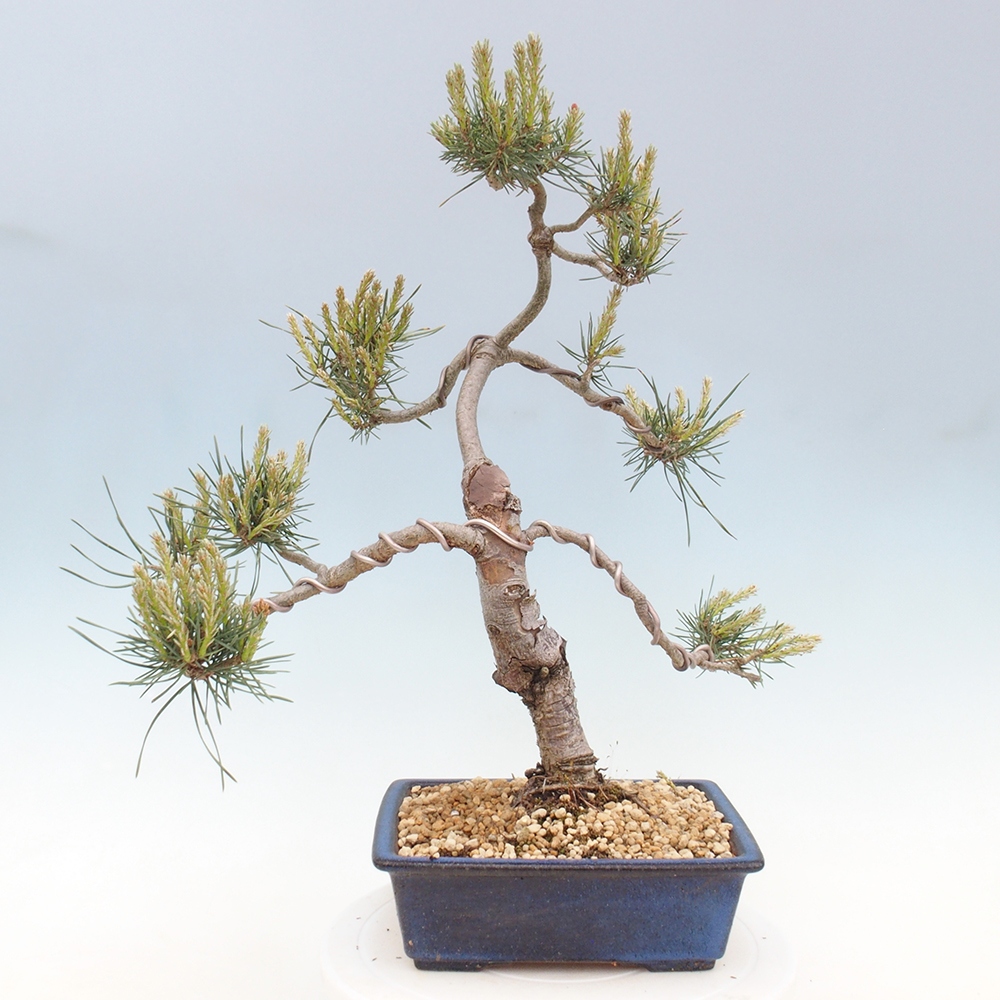 Vonkajšie bonsai - Pinus Sylvestris - Borovica lesná