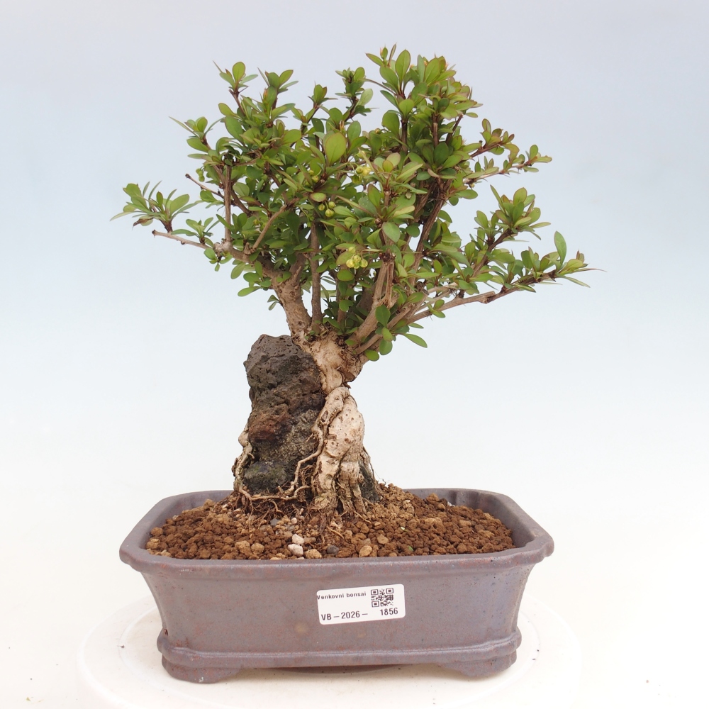 Vonkajšie bonsaje - Berberis coreana