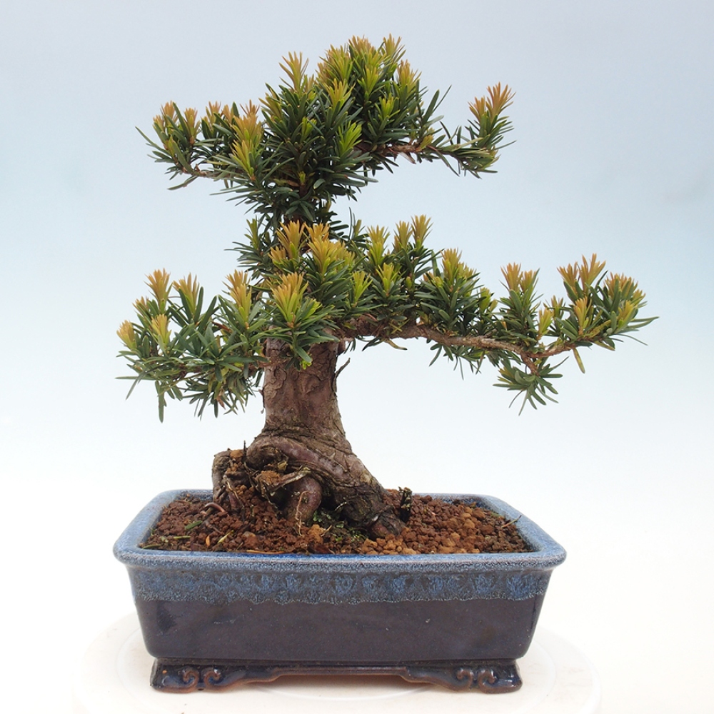 Vonkajší bonsai - Taxus cuspidata - Tis japonský