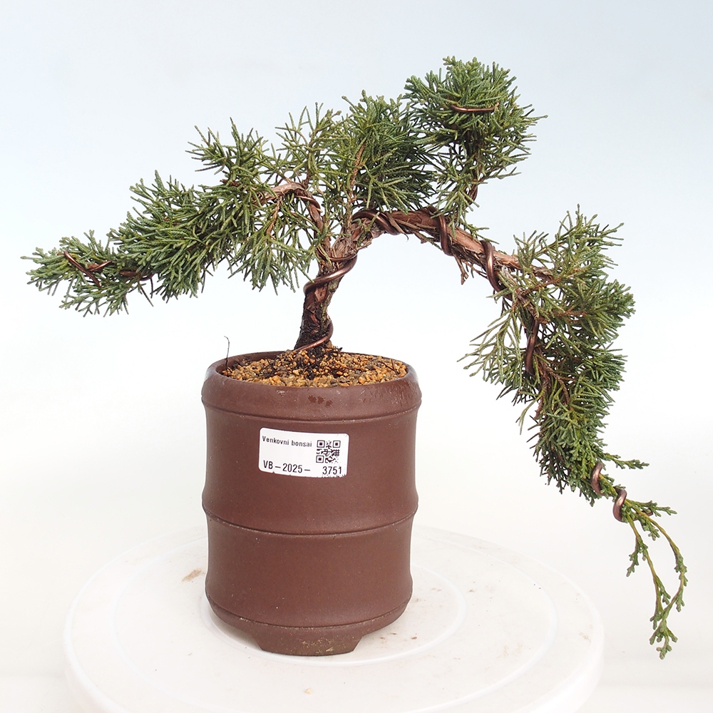 Vonkajší bonsaj - Juniperus chinensis Kishu