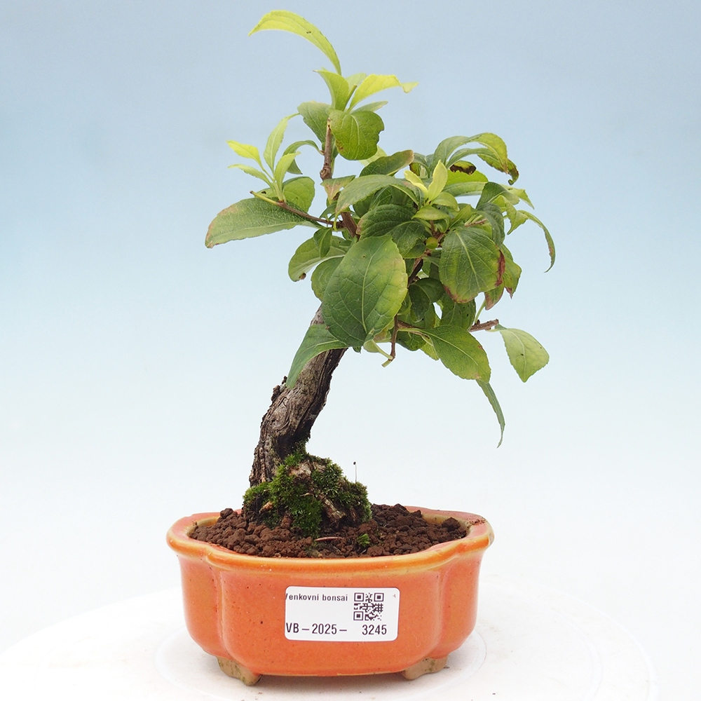 Vonkajšie bonsai - Celastrus Jesenec