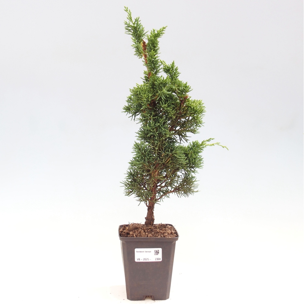 Vonkajšie bonsai - Juniperus chinensis Kishu -Jalovec čínsky