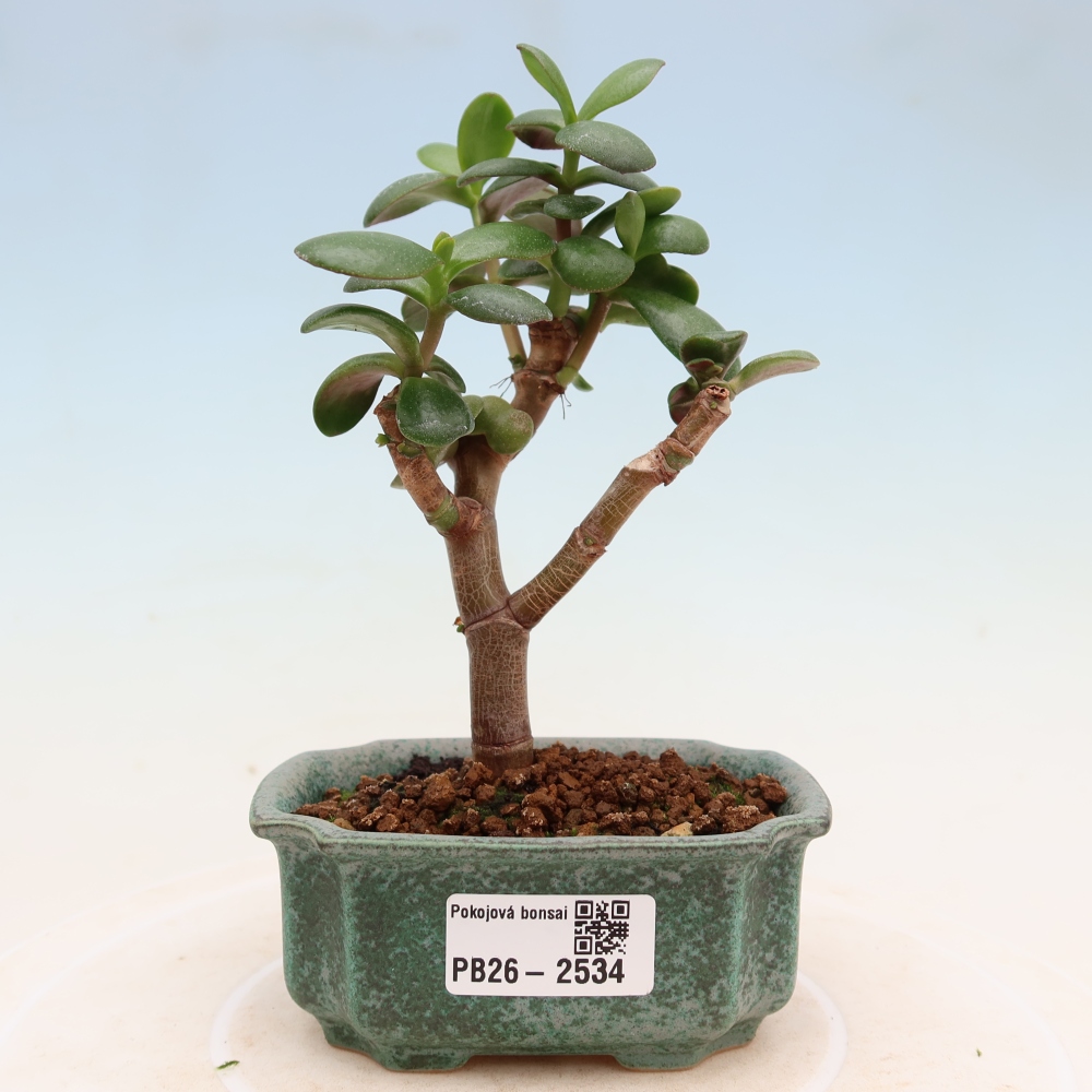 Izbové bonsaje - Portulakaria Afra - Tlustice