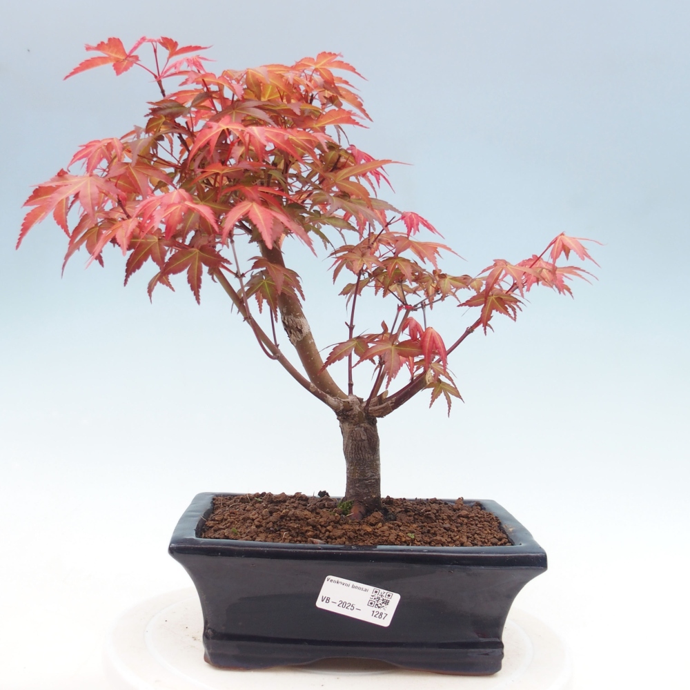 Vonkajšie bonsai - Javor dlaňolistý - Acer palmatum DESHOJO