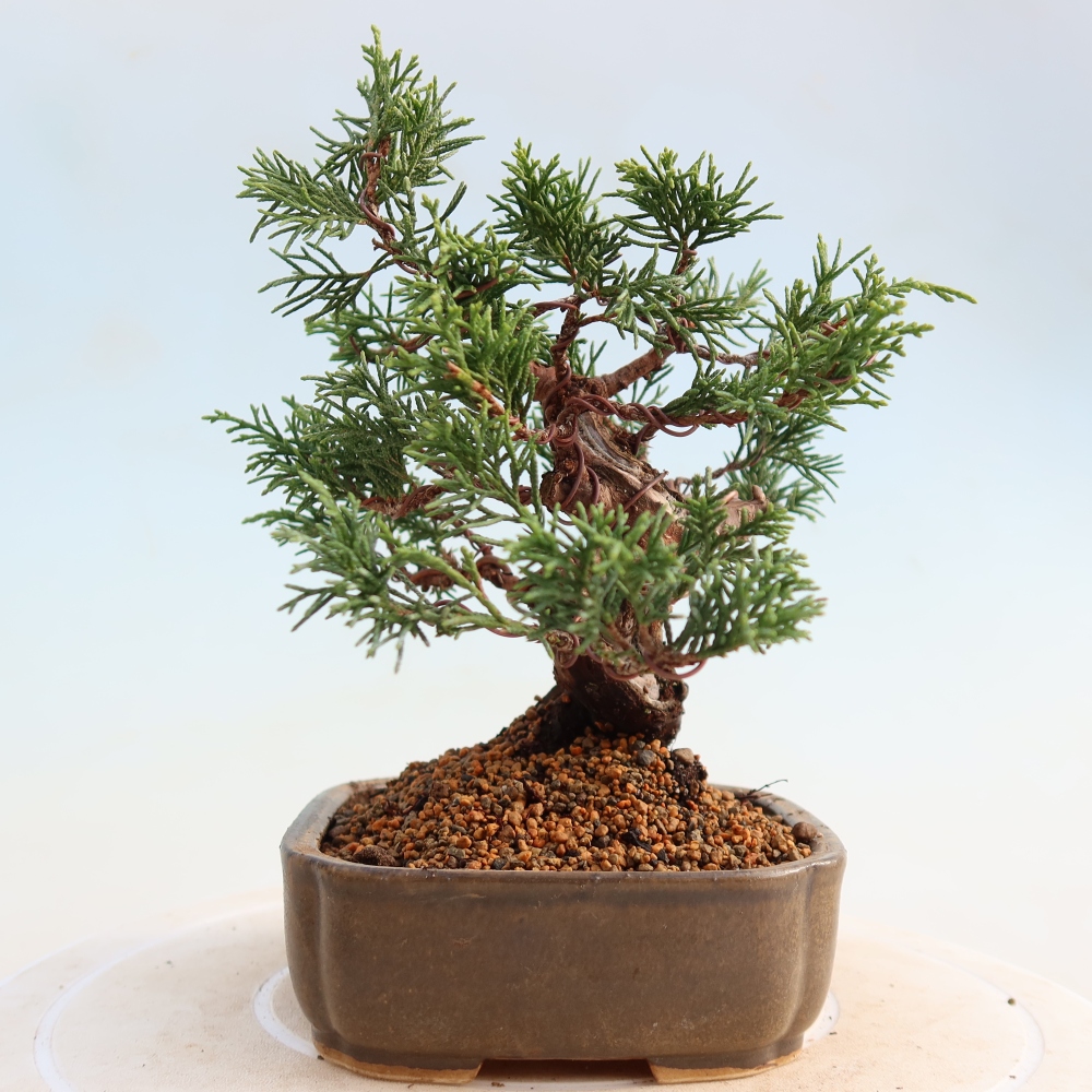 Vonkajší bonsai - Juniperus chinensis Itoigawa -Jalovec čínsky