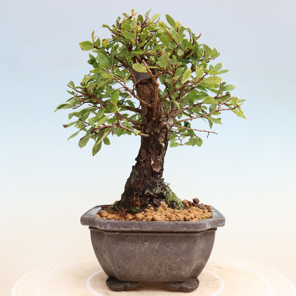 Vonkajšie bonsaje - Zelkova - Zelkova NIRE