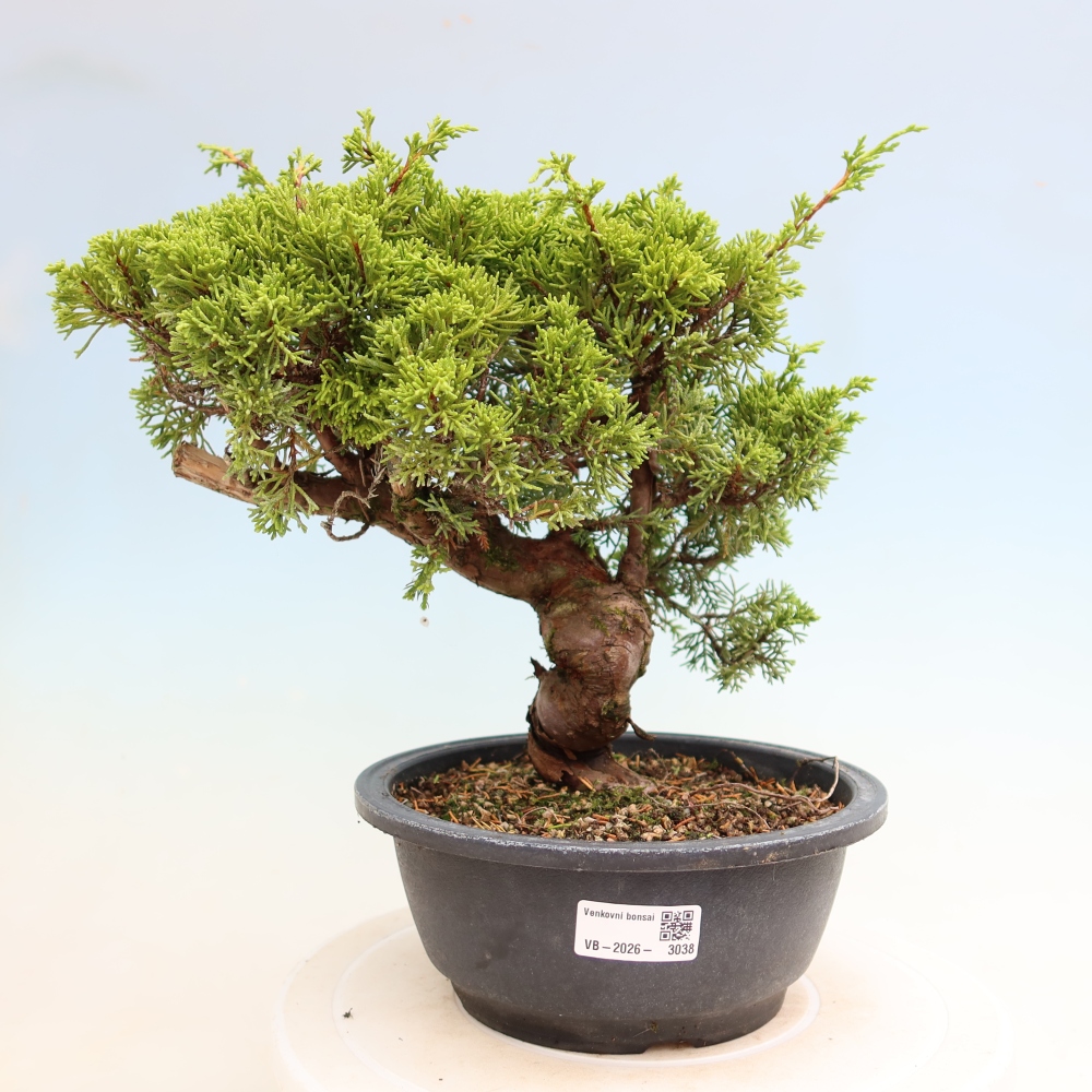 Vonkajší bonsai – Juniperus chinensis Itoigawa – čínsky jalovec