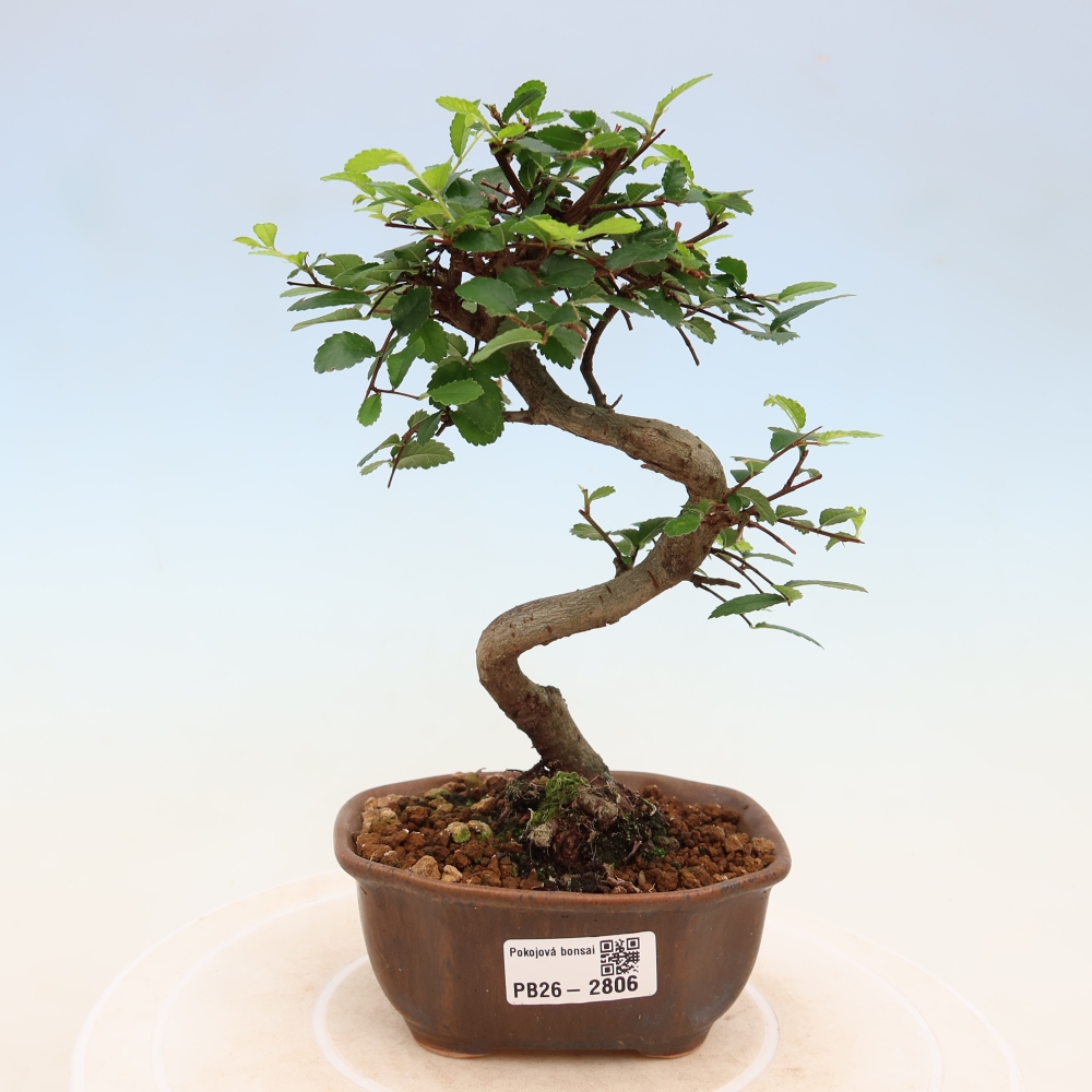 Izbový bonsaj - Ulmus parvifolia - brest malolistý