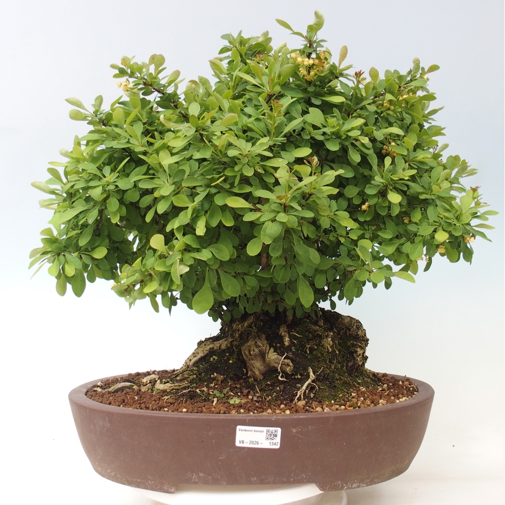 Vonkajšie bonsaje - dúška - Berberis thunbergii atropurpurea