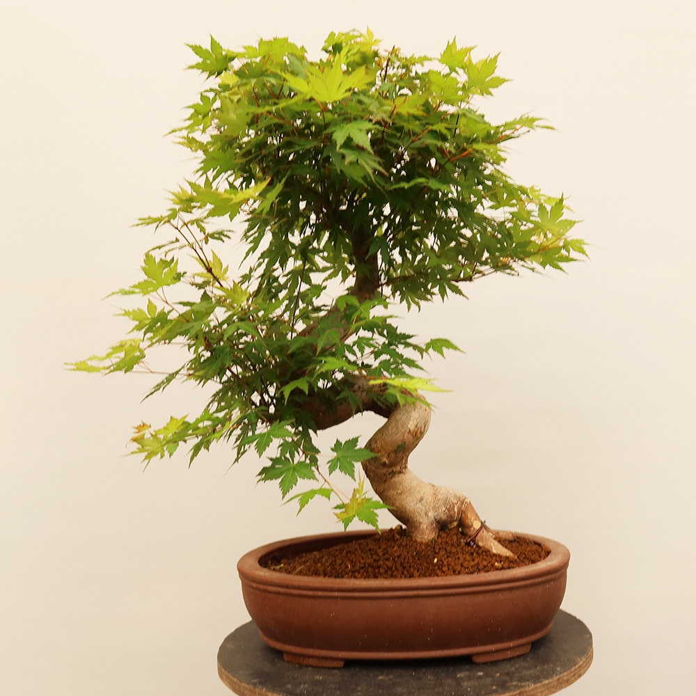 Vonkajšie bonsaje - Maple palmatum - Palmy