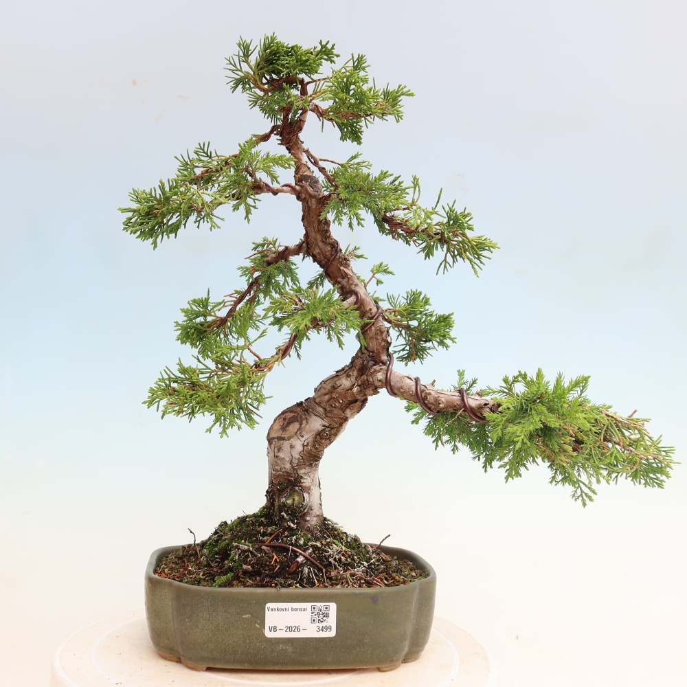 Vonkajší bonsai – Juniperus chinensis Itoigawa – čínsky jalovec