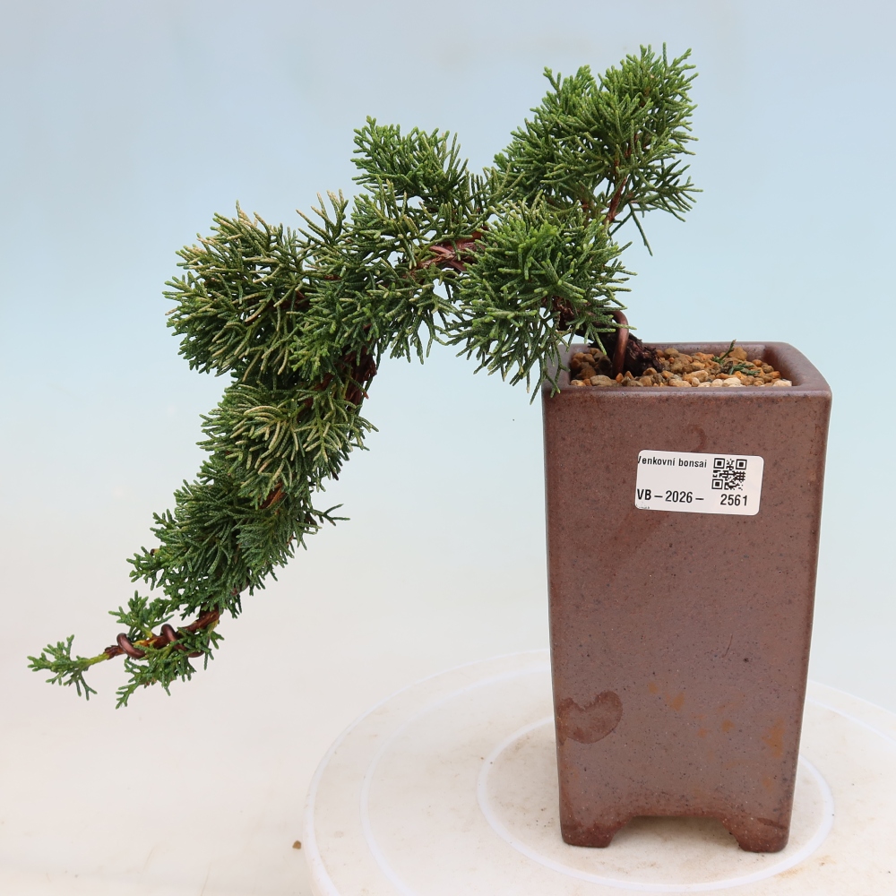 Vonkajší bonsaj - Juniperus chinensis Kishu